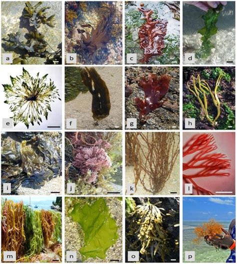 Phycology | March 2022 - Browse Articles