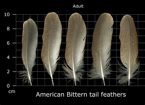 The Feather Atlas - Feather Identification and Scans - U.S. Fish and ...