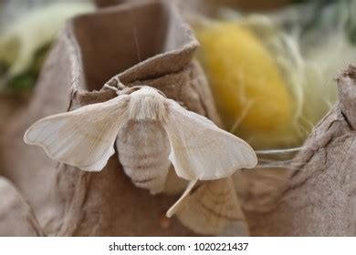 Image result for Embedded Object Drawing
