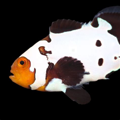 Black And White Clownfish