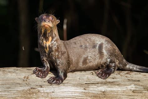 Otters, The Playful Aquatic Mammals of Nature - World Deer