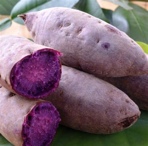 Forest Corner Japanese Purple Sweet Potato Food Grade Not Planting ...