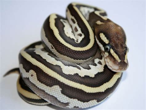 Image result for Butter Ball Python Morph