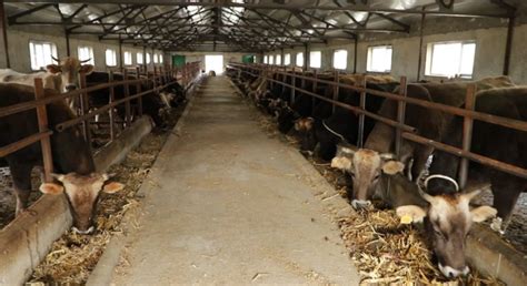 农村小型养牛简易牛棚有哪些类型适合-绿宝园林网