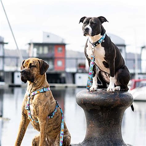 Kanine India: Buy Dog Leashes Online in India at The Best Price ...