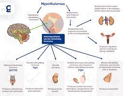 Hyperprolactinemia: Hebrew translation, meaning, synonyms, antonyms ...
