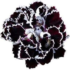 DIOART PUSA-1471-Rare Black Carnation Flower Dianthus Chinensis Seed ...