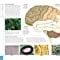 Buy The Brain Book: An Illustrated Guide to its Structure, Functions ...