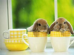 Image result for Funny Baby Bunnies