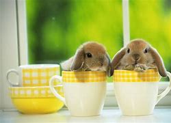 Image result for Crazy Cute Baby Animals