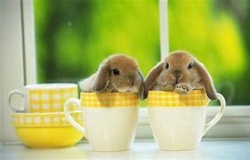 Image result for Cute Baby Bunny's Freshley Born