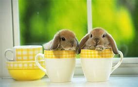 Image result for Cute Baby Snow Bunny's
