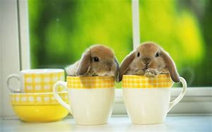 Image result for Cute Baby Rabbit Art