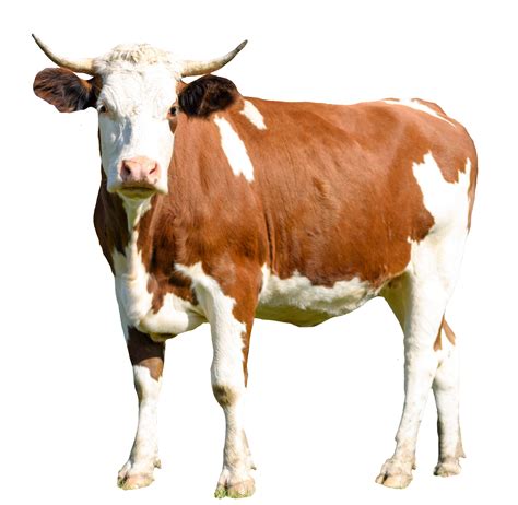 Image result for Cow Using Shapes On Python Turtle