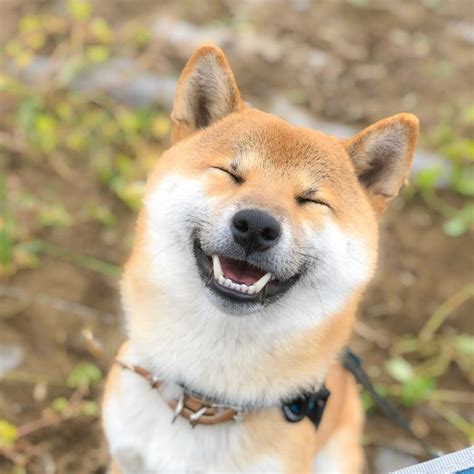 The Cutest Animals - YouTube