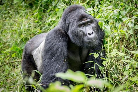 Africa Wildlife - Kigali | Tripadvisor