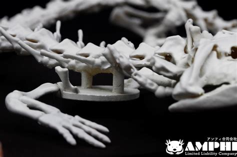 ヘルベンダー 原寸大全身骨格レプリカ Hellbender, Full-size whole body skeleton replica ...