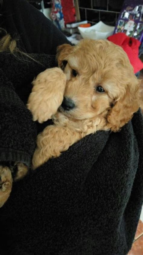 Image result for Miniature Cockapoo