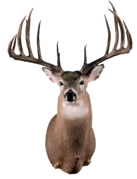 B&C World's Record - Typical Whitetail Deer | Boone and Crockett Club