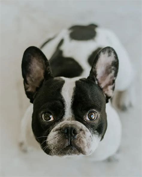 71 BEST Tips French Bulldog Heat Cycle When To Breed (Facts)