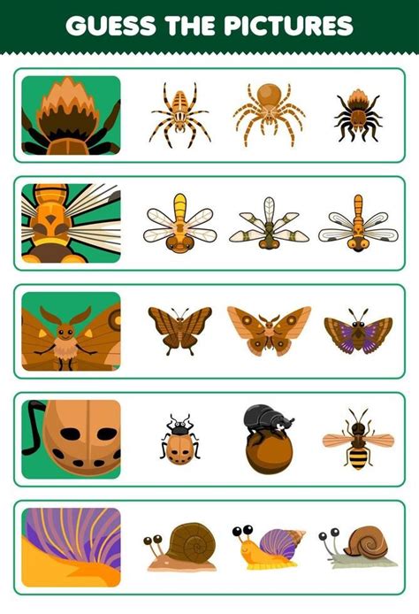 Education Game: Guess the Cute Cartoon Spider and Dragonfly