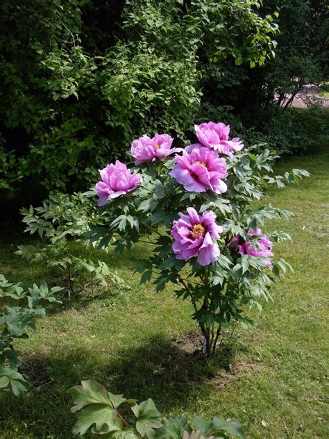 The colorful story of brooklyn botanic garden’s japanese tree peonies ...
