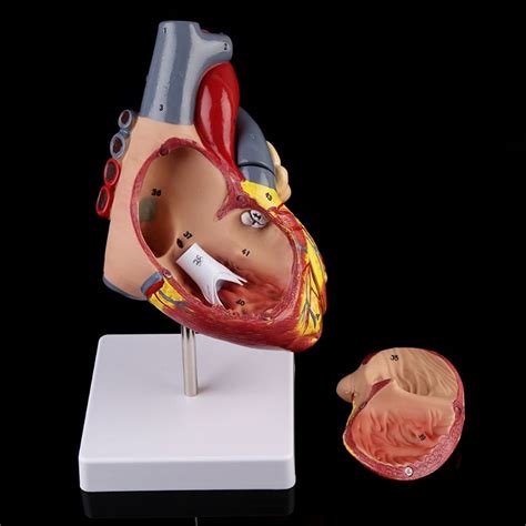 Buy XIOFYA 1pc Disassembled Anatomical Human Heart Model Anatomy ...