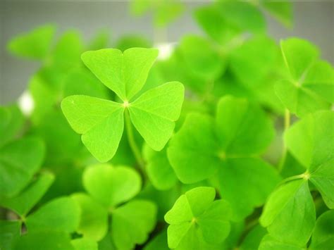 Shamrock vs Clover: Difference and Comparison
