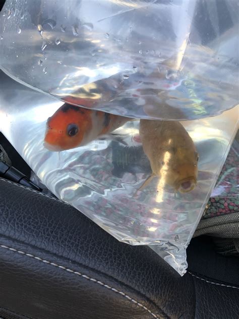 Introducing Connie Lingus:All You Need to Know About the Onlyfans Model