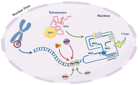 The Notable Role of Telomere Length Maintenance in Complex Diseases