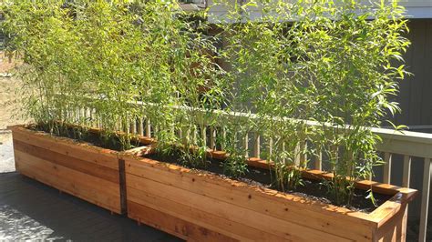 Planter Box Bamboo at James Silvers blog