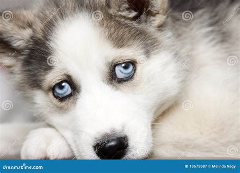 Blue Eyes of Cute Siberian Husky Puppy Stock Image - Image of animal ...