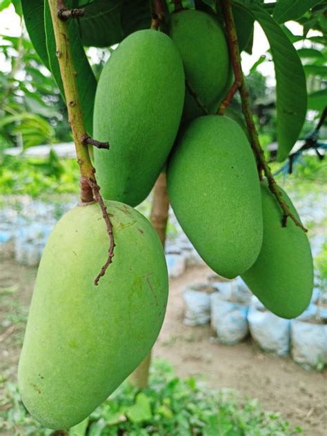 Online plant bazar All Time/Katimon Thai variety Grafted Mango live ...