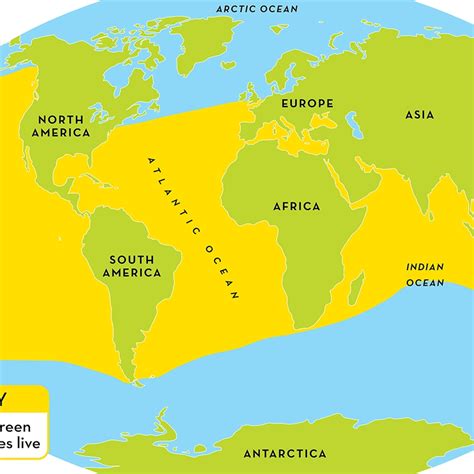 Image result for MagicPad Sea Turtle