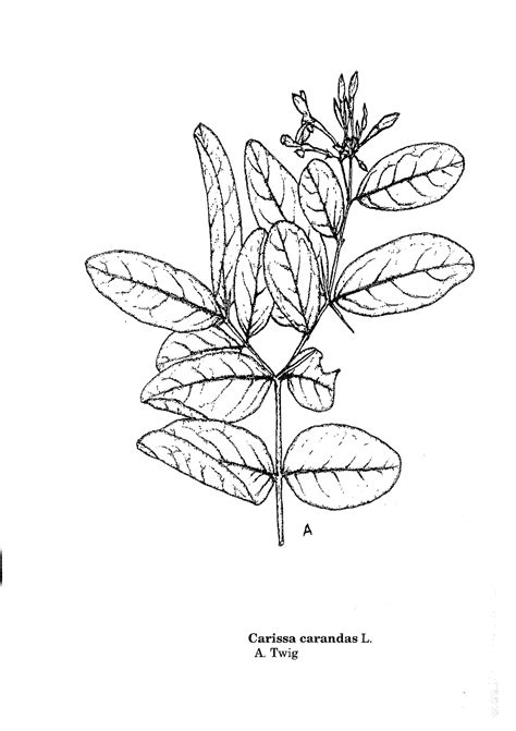 Herbarium JCB