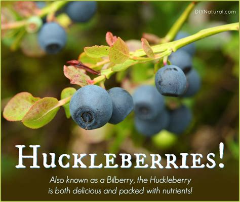 Huckleberry AKA Bilberry: Health Benefits of the Huckleberry Fruit