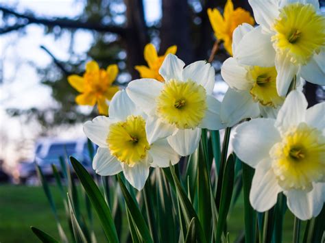 Yellow and White Flowers Moving in Garden - FOCA Stock