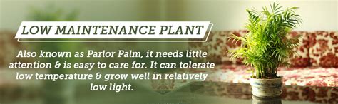 Nurturing Green Chamaedorea Palm Plant with Pot for Home | Indoor Live ...