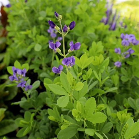 Blue False Indigo