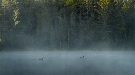 Hear Their Haunting Calls: Cottage Life’s New Documentary Special ...