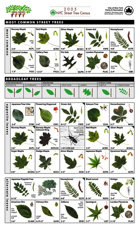 Tree Identification Guide 的图像结果