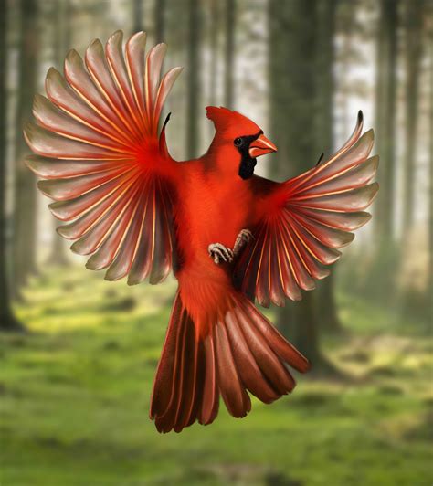 Male Cardinal In Flight Northern Cardinal Bird In Flight Isolated On