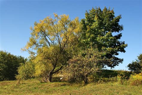 Pixabay Free High Resolution 的图像结果