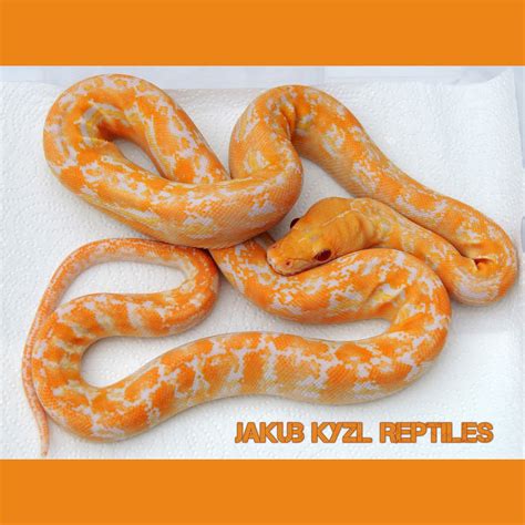 Image result for Albino Cow Reticulated Python