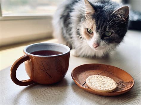 Image result for Cat Chasing Cookies