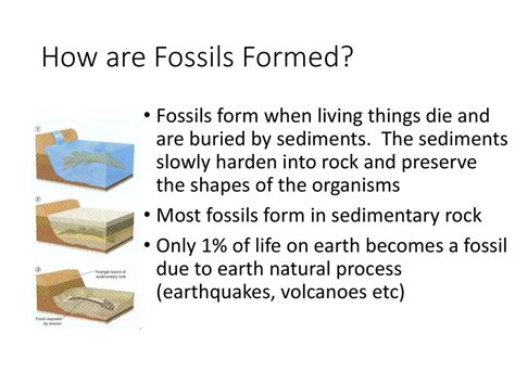 Image result for How Fossils Are Formed Research