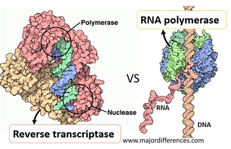 Image result for Reverse transcriptase function