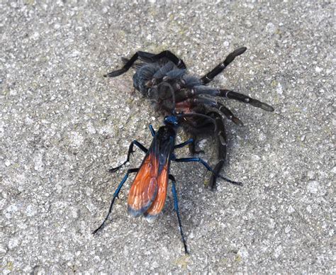 Tarantula Hawk Sting Pain