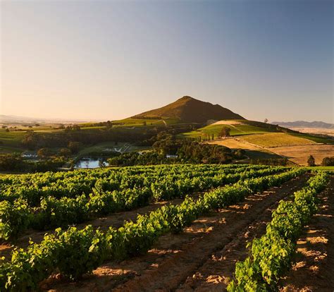 WARWICK WINE ESTATE (Updated 2026) All You Need to Know BEFORE You Go ...