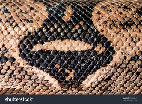 Image result for Python Skin
